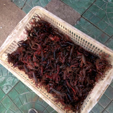 克氏原螯虾小龙虾主养4-6钱（20-30克）食用活虾