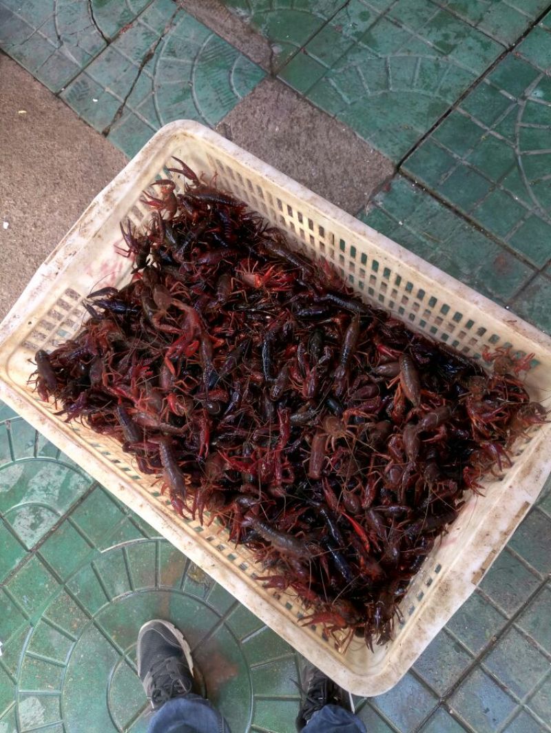 克氏原螯虾小龙虾主养4-6钱（20-30克）食用活虾