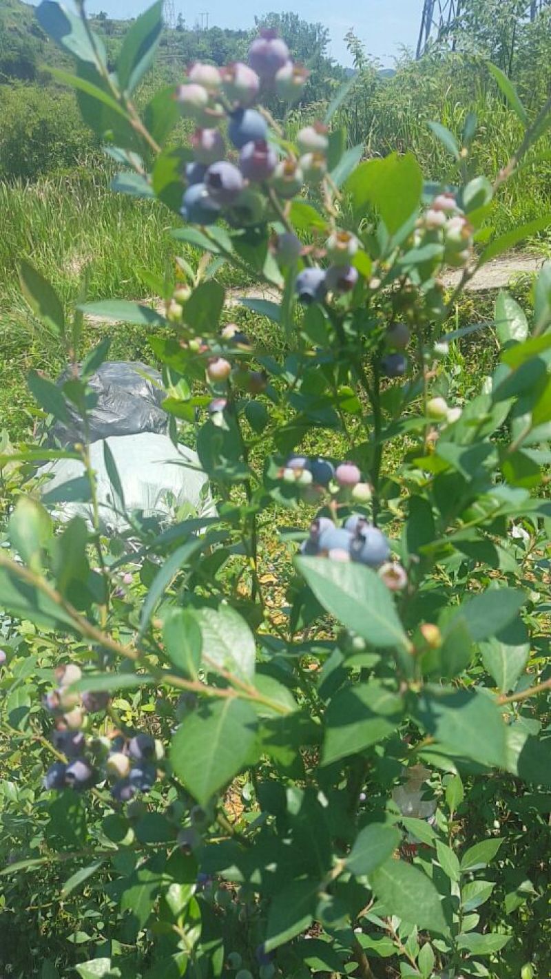 蓝莓鲜果8~10mm以上