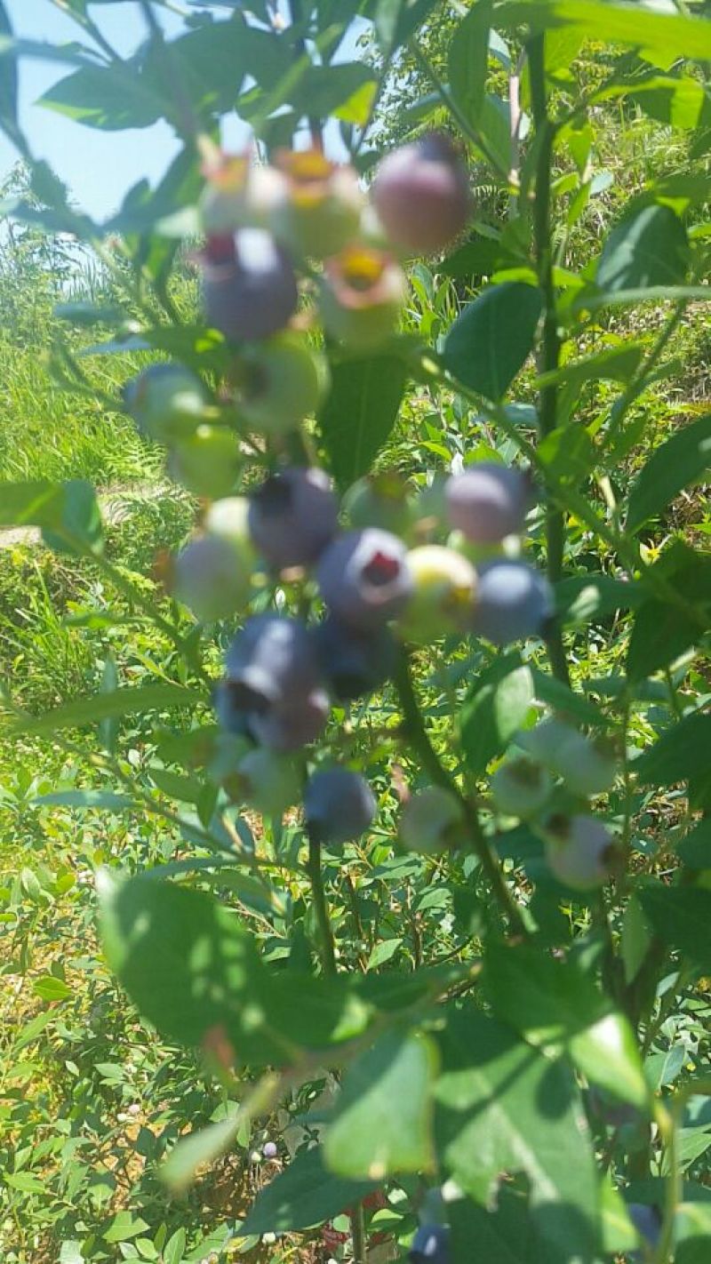 蓝莓鲜果8~10mm以上