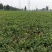 西瓜8斤打底9成熟1茬