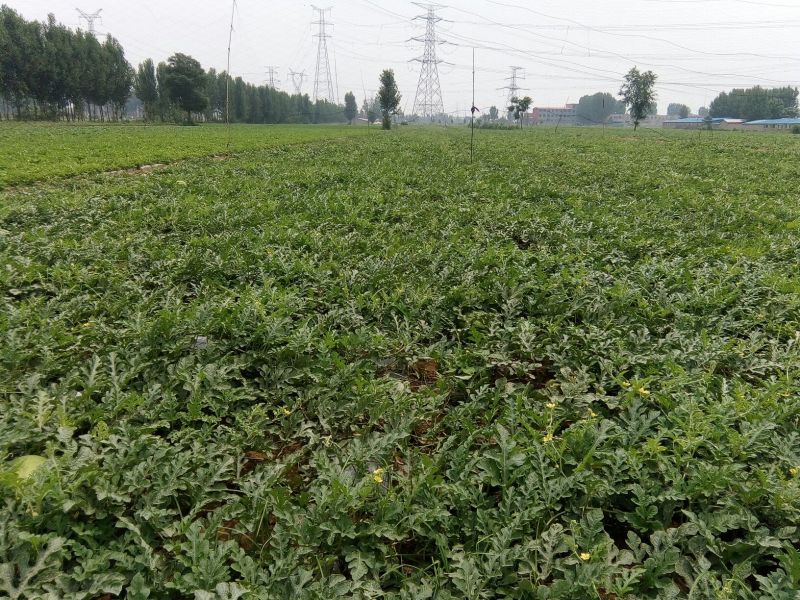 西瓜8斤打底9成熟1茬