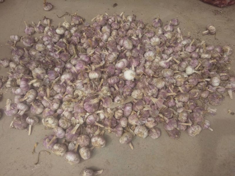 杂交大蒜5.5~6cm干蒜