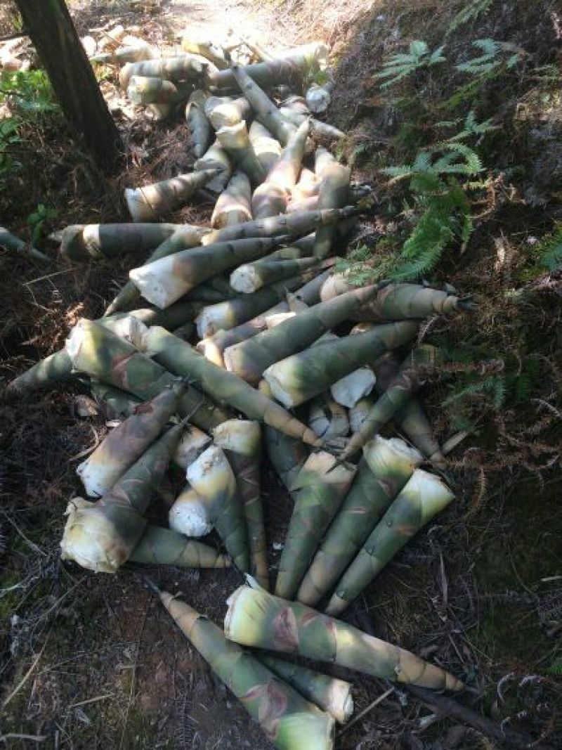 笋干淡笋干