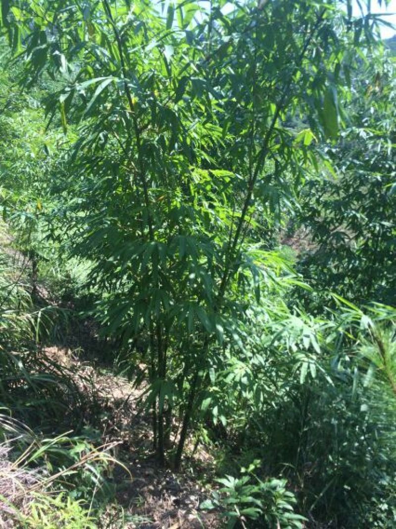 笋干淡笋干