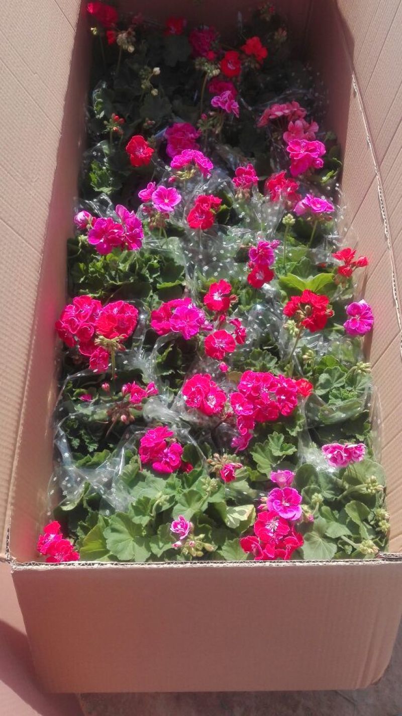天竺葵双瓣多种颜色种植基地直供，可视频图片看货