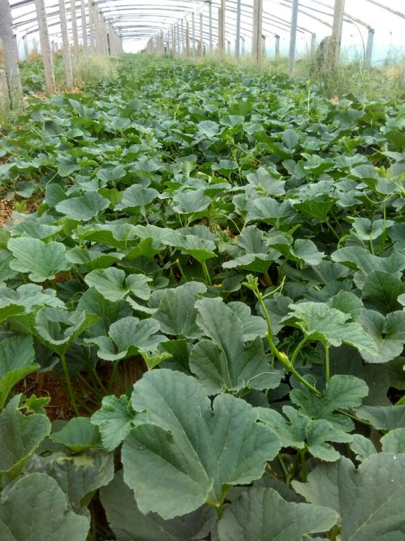 头茬羊角蜜甜瓜，0.5斤以上