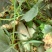 头茬羊角蜜甜瓜，0.5斤以上