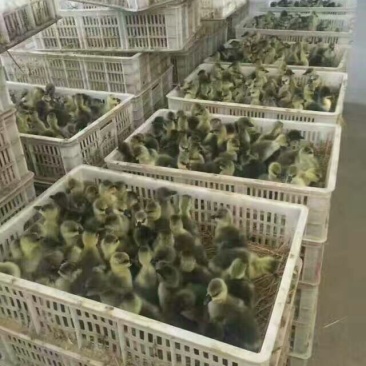 鹅苗60~70g