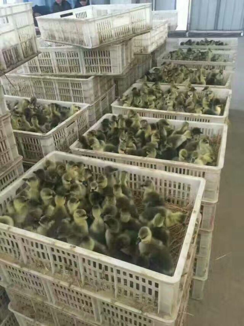 鹅苗60~70g