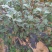 早酥红梨苗红梨树苗品种红梨苗栽植密度梨树苗