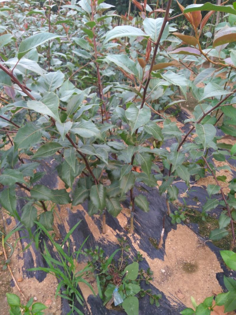 早酥红梨苗红梨树苗品种红梨苗栽植密度梨树苗