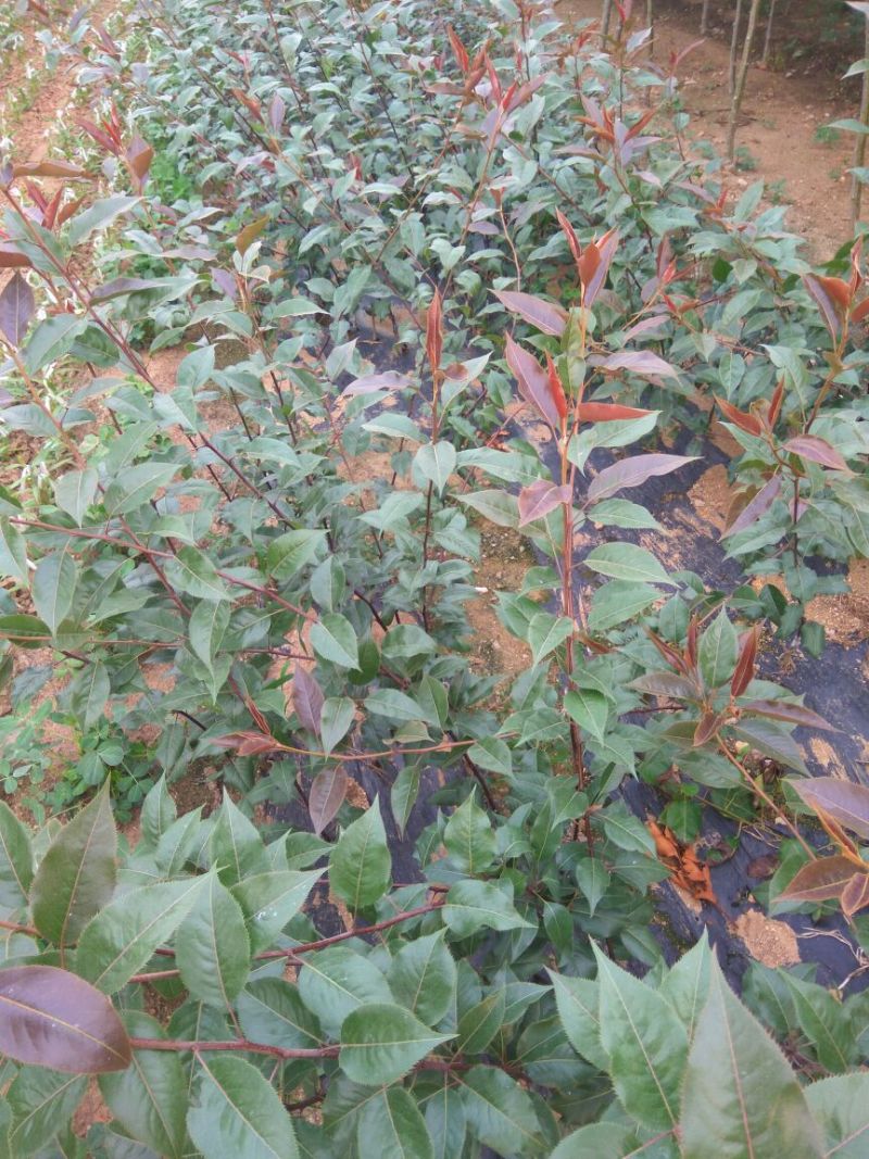 早酥红梨苗红梨树苗品种红梨苗栽植密度梨树苗