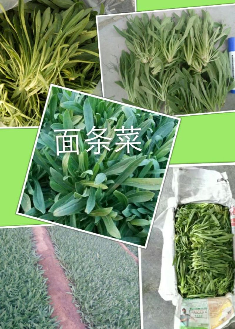 面条菜10cm以下