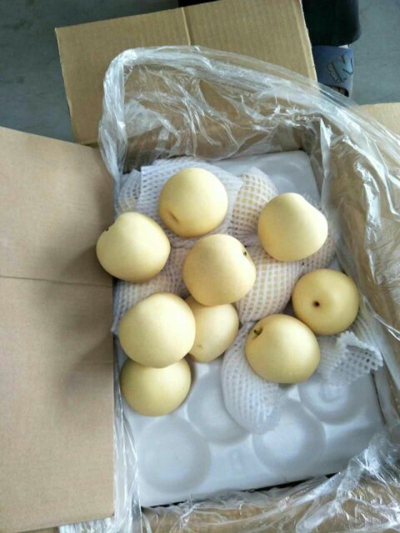皇冠梨精品优质皇冠梨品质保证主供商超大过手精心挑选