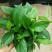绿萝20cm