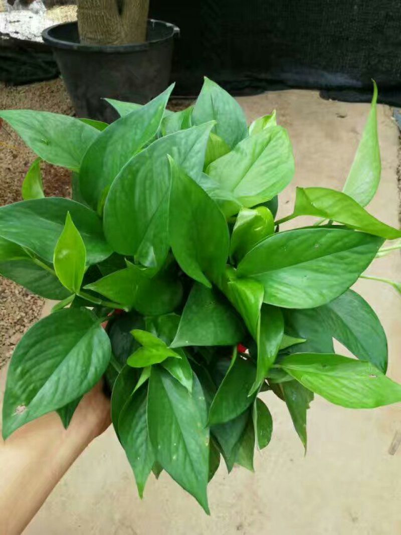 绿萝20cm