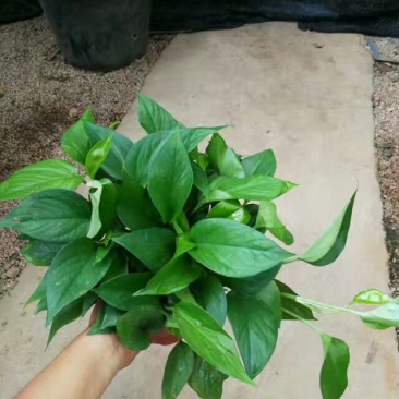 绿萝20cm