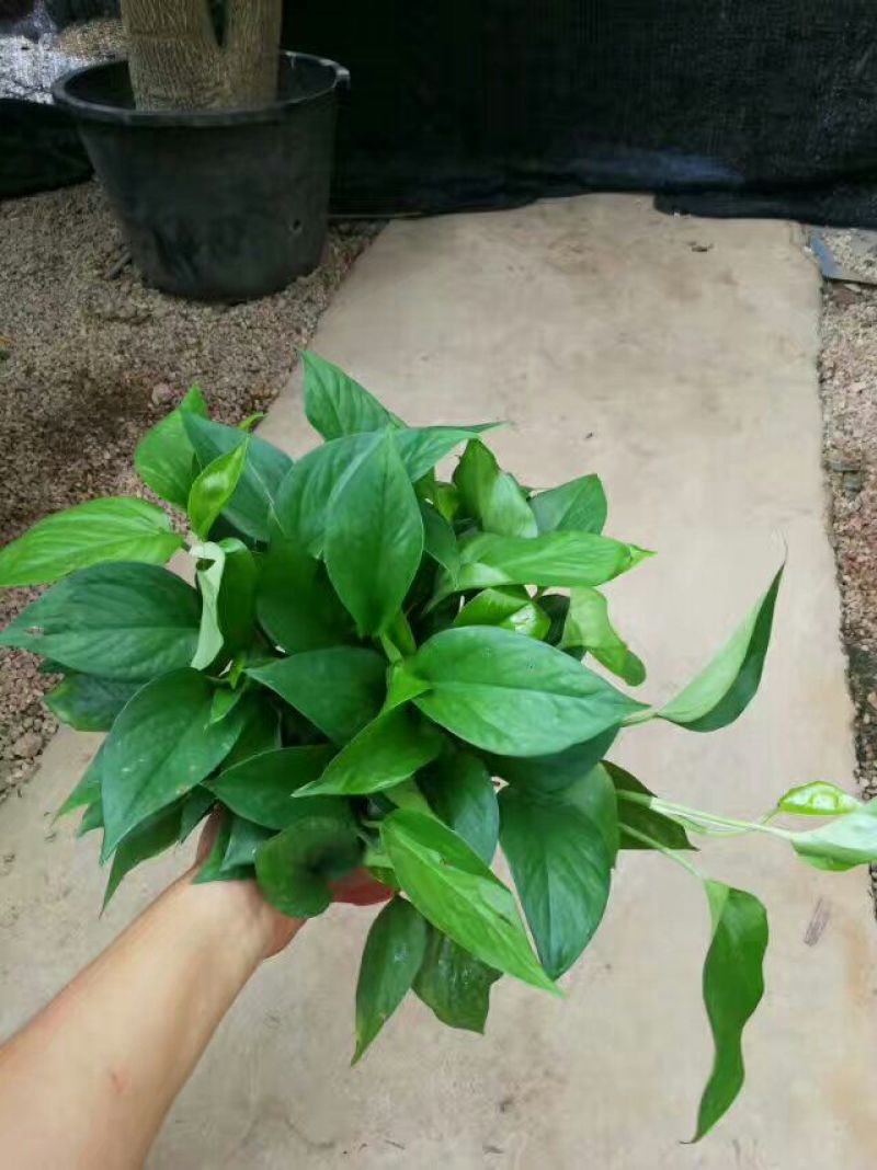 绿萝20cm