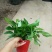 绿萝20cm