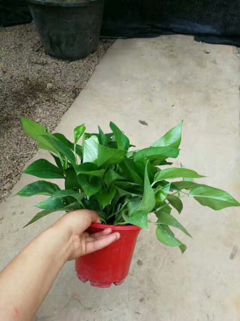 绿萝20cm