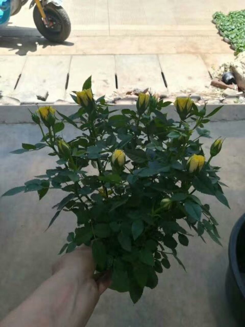 玫瑰花20~30cm