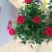 玫瑰花20~30cm