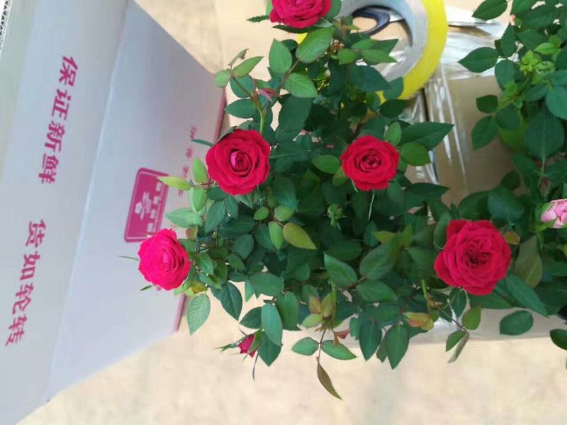 玫瑰花20~30cm