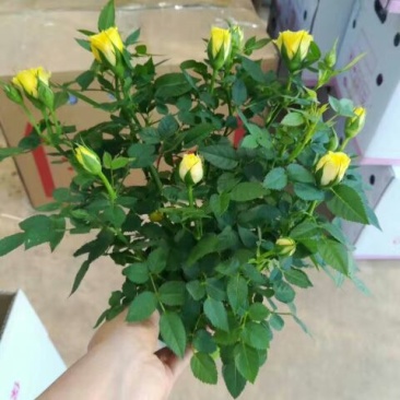 玫瑰花20~30cm