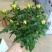 玫瑰花20~30cm