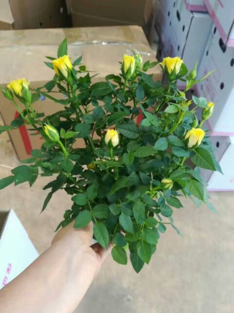 玫瑰花20~30cm