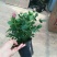 玫瑰花20~30cm