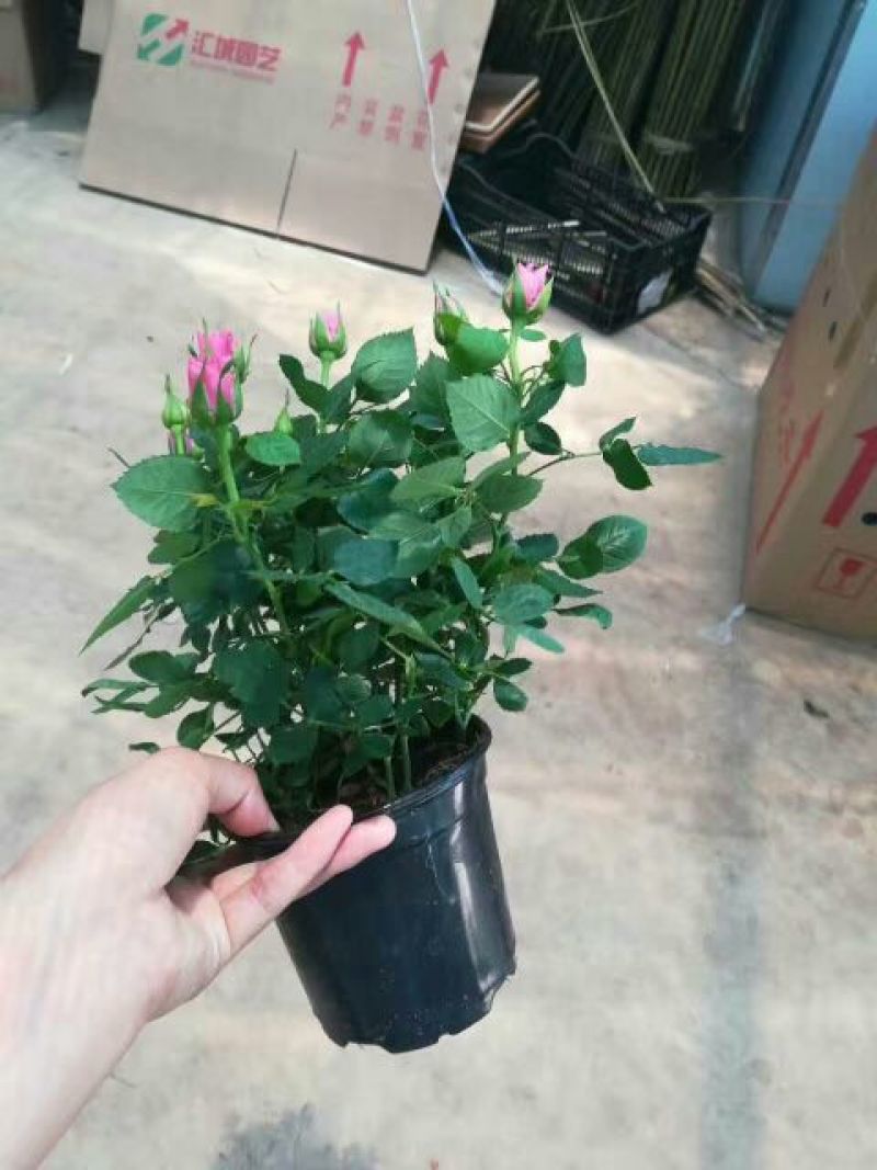 玫瑰花20~30cm