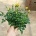 玫瑰花20~30cm