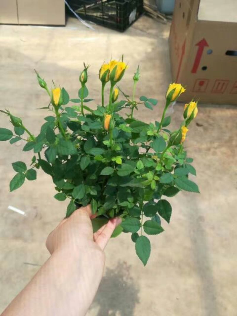 玫瑰花20~30cm