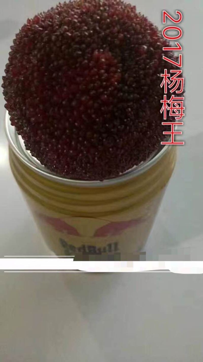 东魁杨梅2.5~3cm