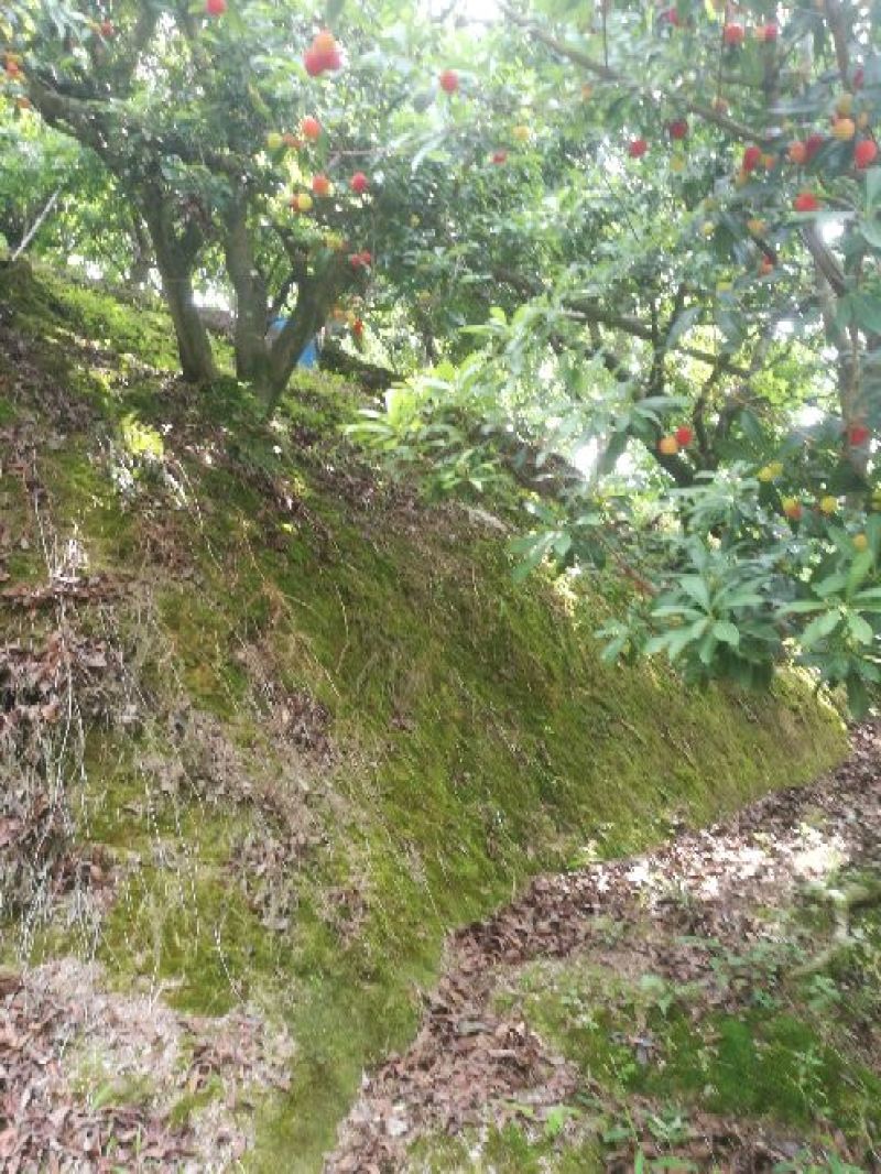 东魁杨梅2.5~3cm