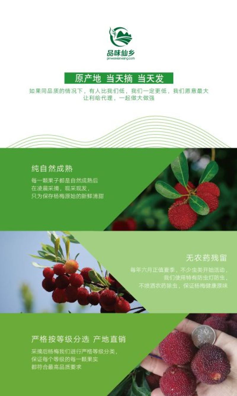 东魁杨梅2.5~3cm