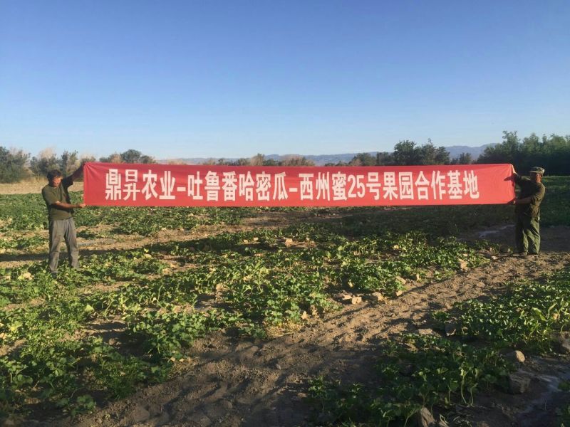 西州蜜瓜3斤以上椭圆形