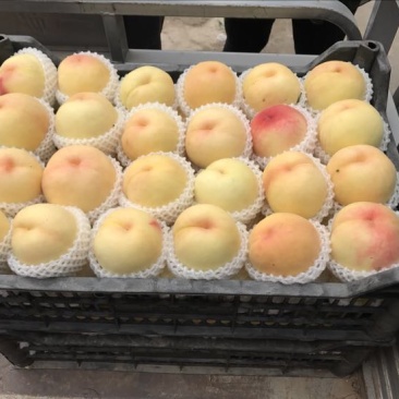 精品千亩套袋红不软大量上市