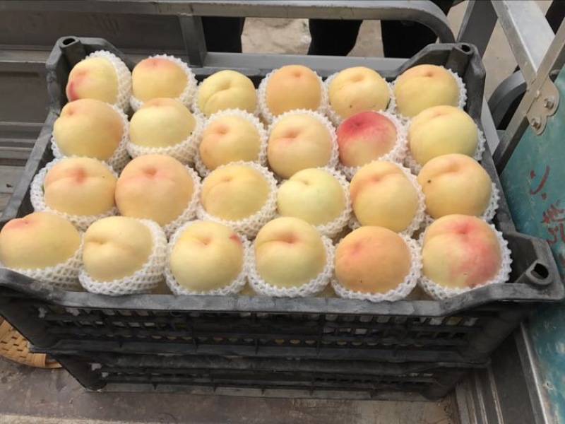 精品千亩套袋红不软大量上市