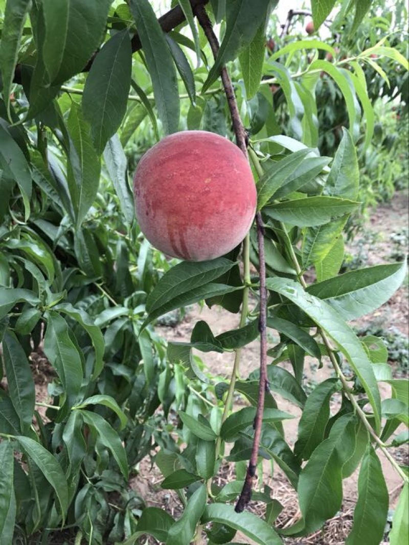 精品千亩套袋红不软大量上市