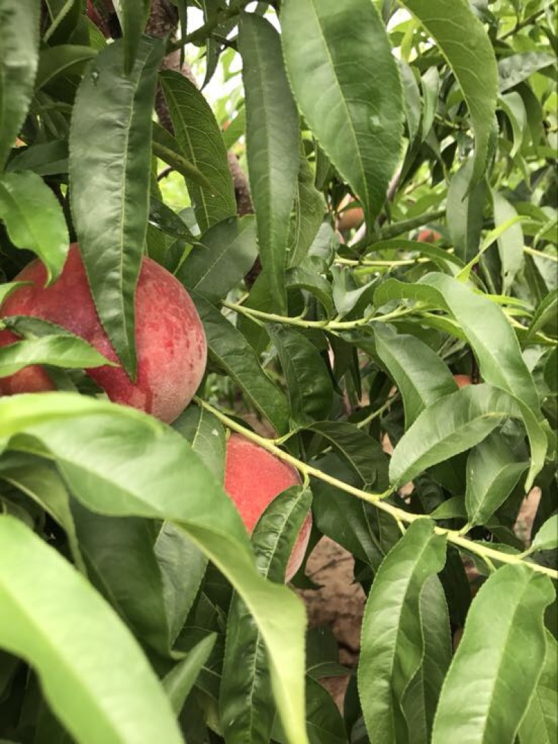 精品千亩套袋红不软大量上市
