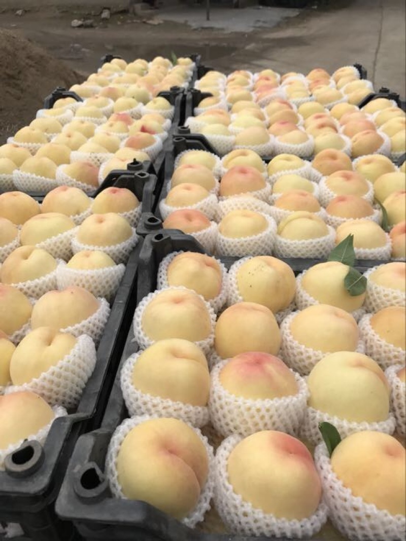 精品千亩套袋红不软大量上市