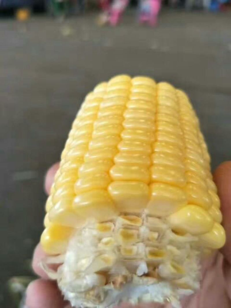 精品彩甜糯玉米，大量上市中果穗匀称稞粒饱满