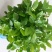 茉莉花苗30~50cm易成活质量保障视频看货诚信合作