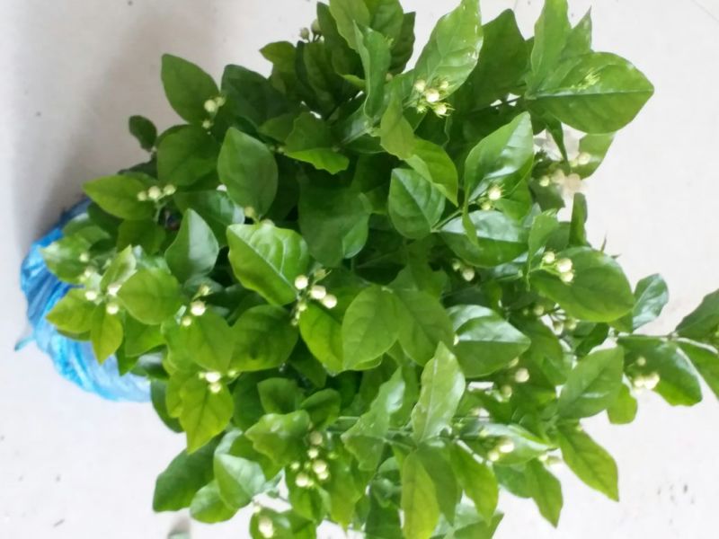 茉莉花苗30~50cm易成活质量保障视频看货诚信合作