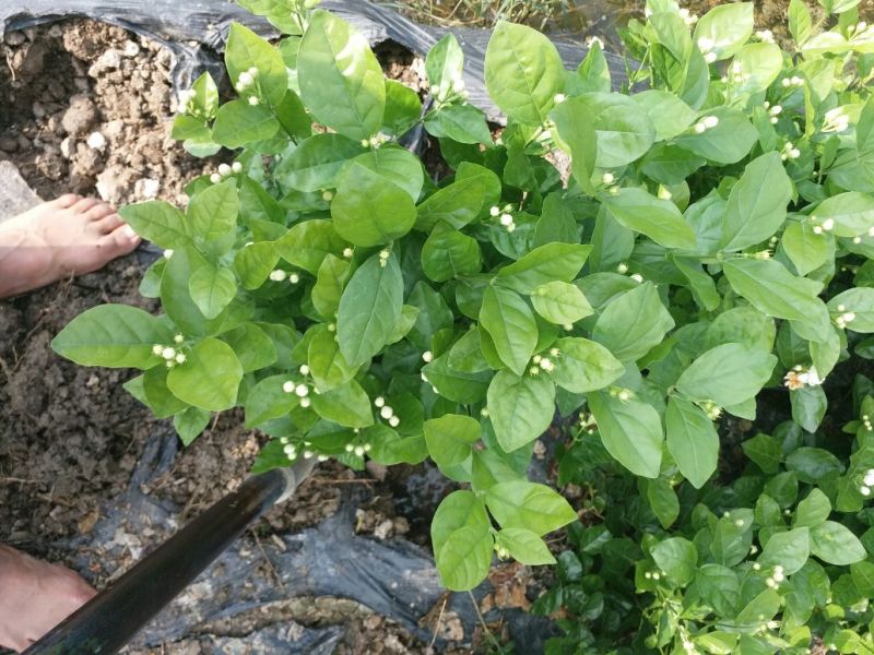 茉莉花苗30~50cm易成活质量保障视频看货诚信合作