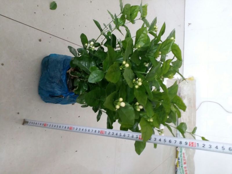 茉莉花苗30~50cm易成活质量保障视频看货诚信合作