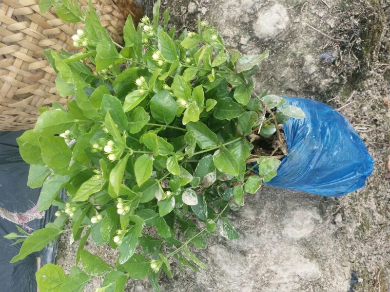 茉莉花苗30~50cm易成活质量保障视频看货诚信合作
